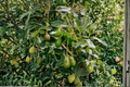 Avocado Tree Live Plant – 12-Inch Starter Plant Persea americana