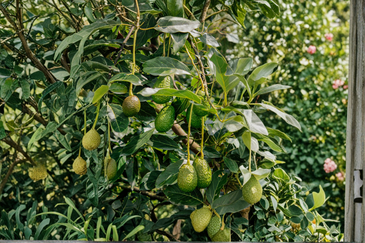 Avocado Tree Live Plant – 12-Inch Starter Plant Persea americana