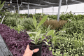 Ficus Tineke 2 Exact Live Plants – 4-Inch Pots | Ficus elastica ‘Tineke’
