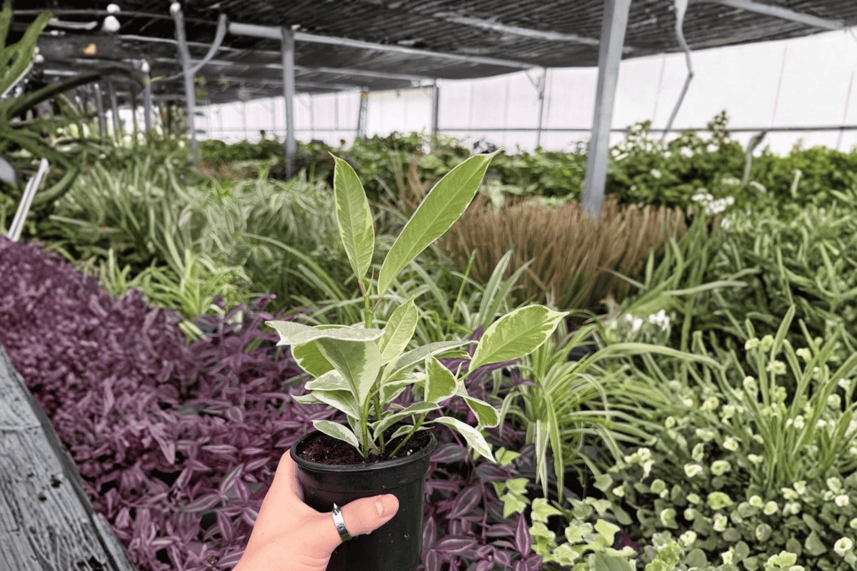 Ficus Tineke 2 Exact Live Plants – 4-Inch Pots | Ficus elastica ‘Tineke’