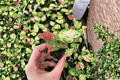 Aglaonema 'Lucky Red' Starter Plants (2) - Bare Root Chinese Evergreen