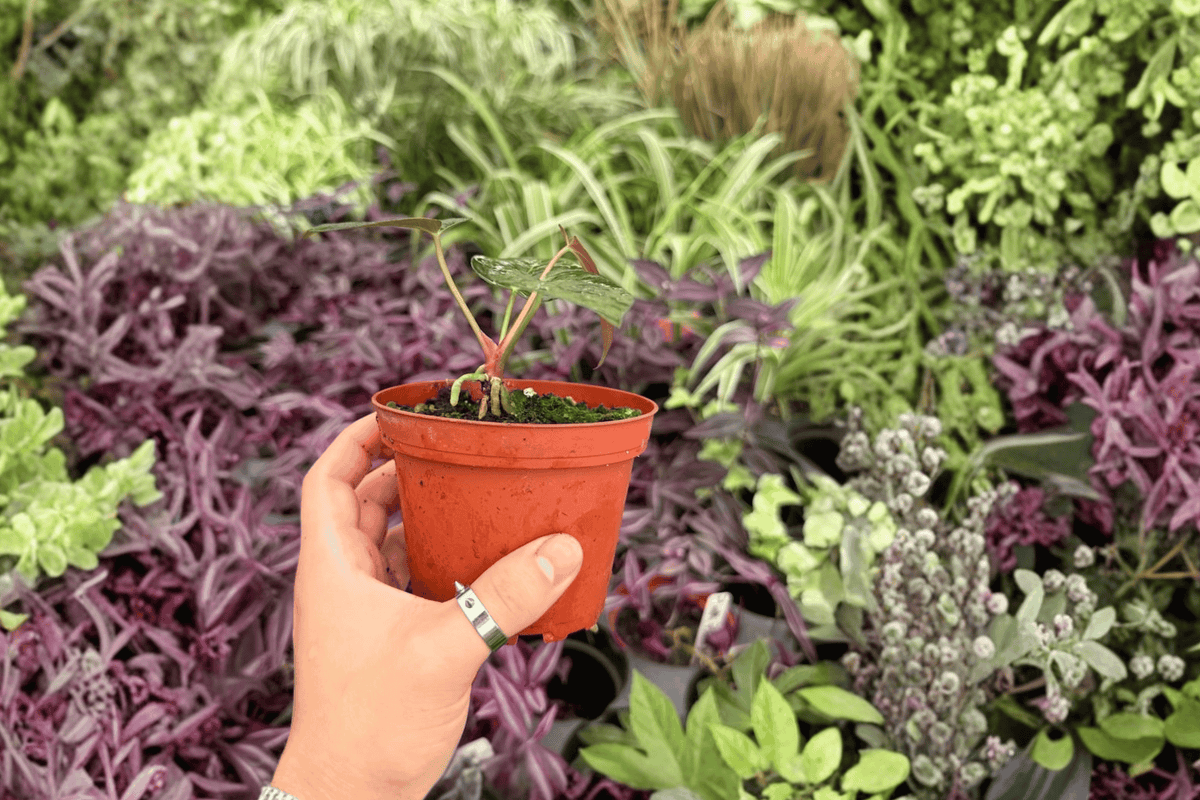 Anthurium Ace of Spades x Darkest Panama Seed-Grown Hybrid | 2 Potted Plants in 4-Inch Pots
