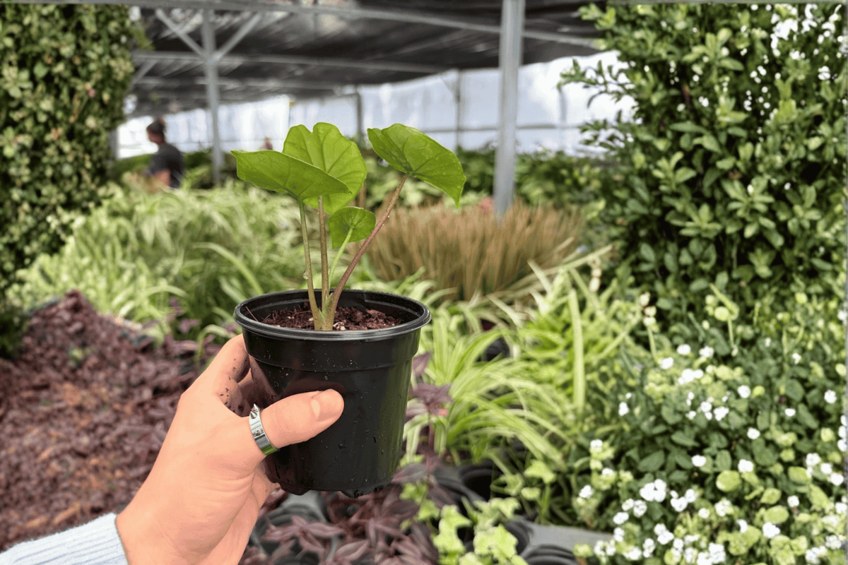Alocasia Platinum Bisma Live Plants – 2ea, 4-Inch Pots