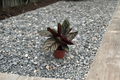 Calathea Ornata (Goeppertia ornata) - Rooted 3-Inch Pot Pinstripe Calathea