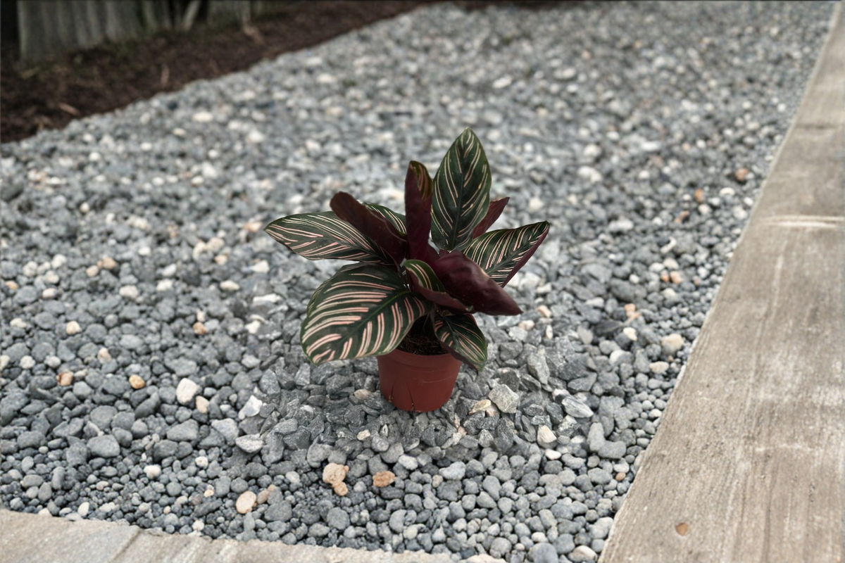 Calathea Ornata (Goeppertia ornata) - Rooted 3-Inch Pot Pinstripe Calathea