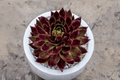 Sempervivum Fire Quartz Hens and Chicks - 1 Live Plant in 4-Inch Pot (SuperSemps)
