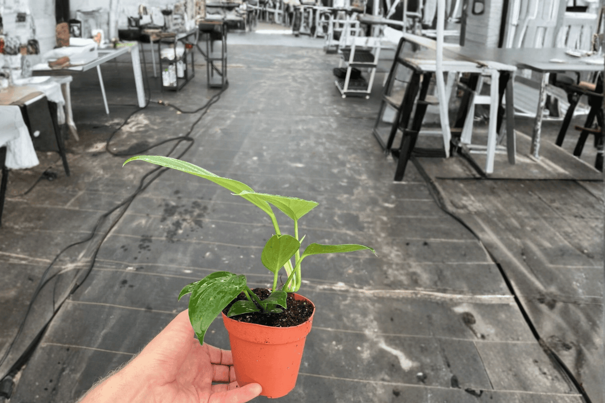 Rhaphidophora decursiva 'Dragon Tail' Live Plant - 2 Bare Root Plants