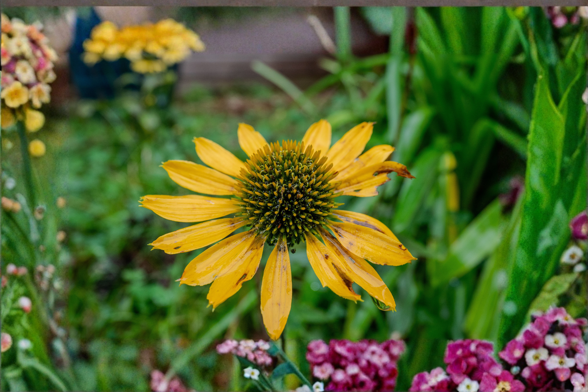 Mellow Yellow Coneflower Live Plant (Echinacea purpurea) - Pint Pot