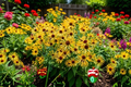 Henry Eilers Rudbeckia Sweet Coneflower - 3 Rooted Starters in 1 Qt Pots
