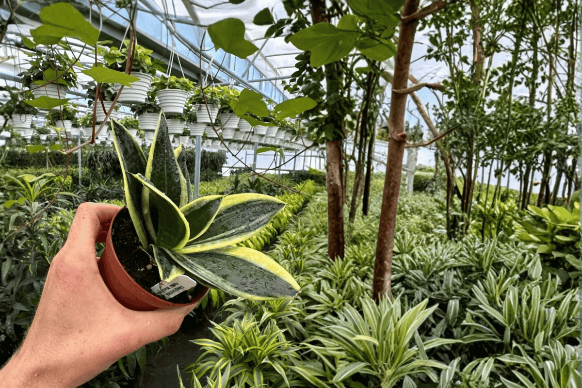 Sansevieria Marginata Jade - 2 Live Plants, 4-Inch Pots