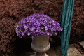 Calibrachoa Dark Lavender Million Bells - Colibri 4-inch Live Plant