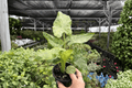 Alocasia Odora Batik Snow Variegated (2 Live Plants) - 4-Inch Pots