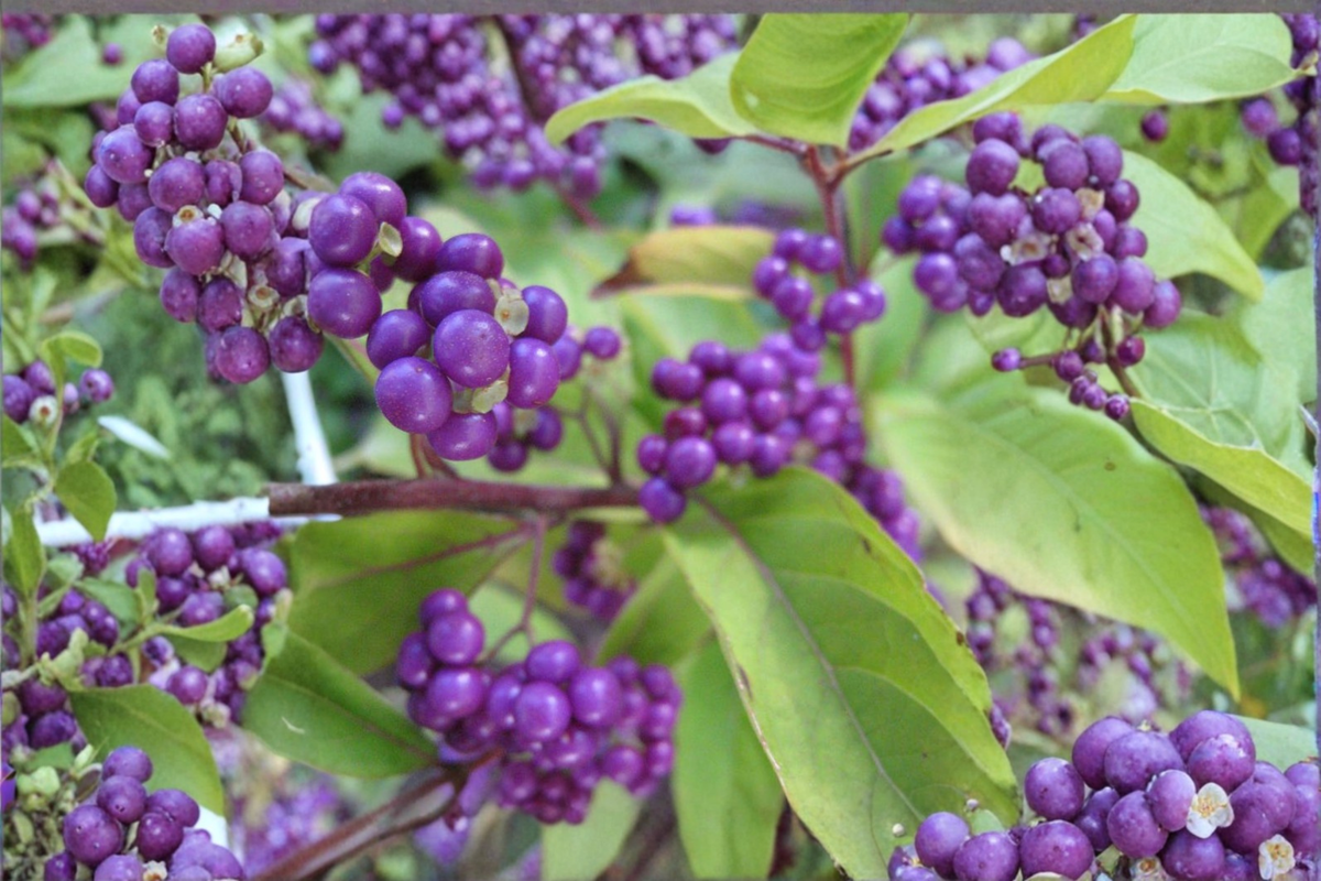 Purple Beautyberry Issai Live Plant (Callicarpa dichotoma) 3 Gallon Pot