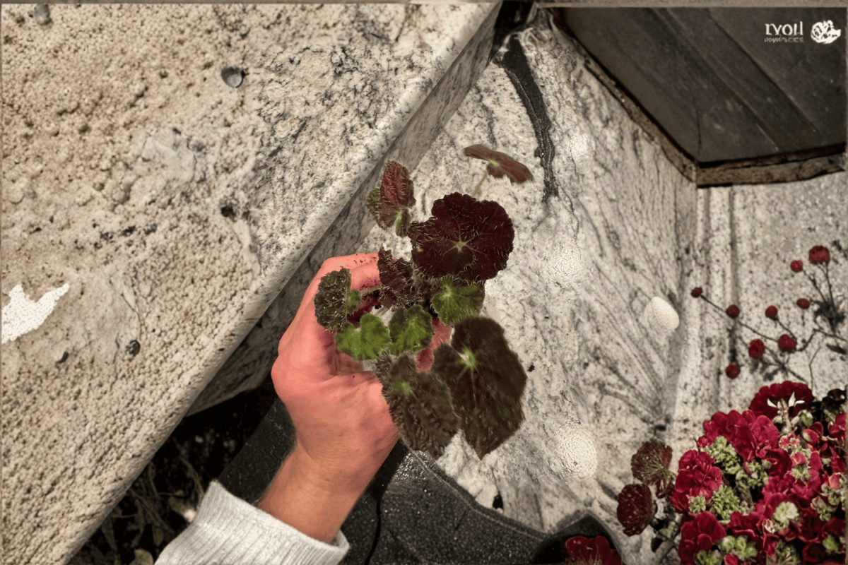 Begonia 'Night Eyes' Starter Plants - 2 Live Bare-Root Begonias