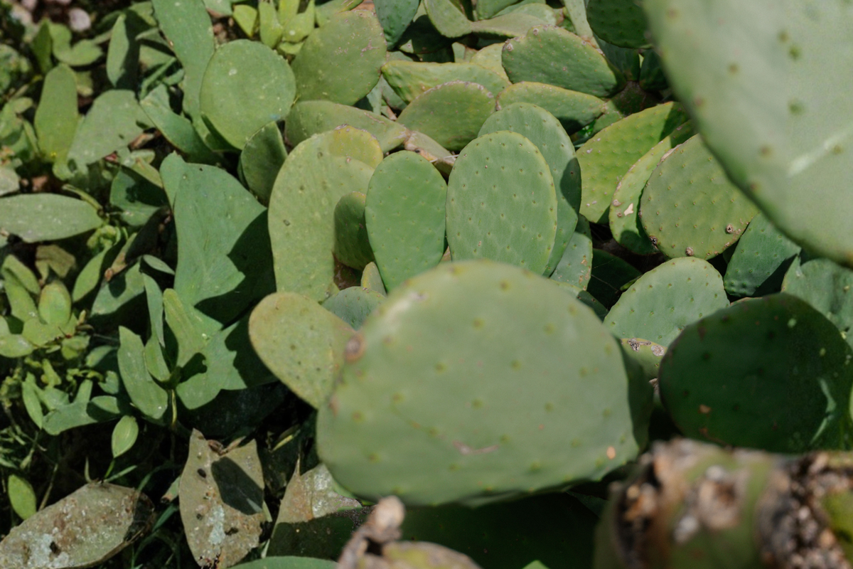 Spineless Opuntia Live Cactus Cutting – 5 x 7 Inches (Unpotted)