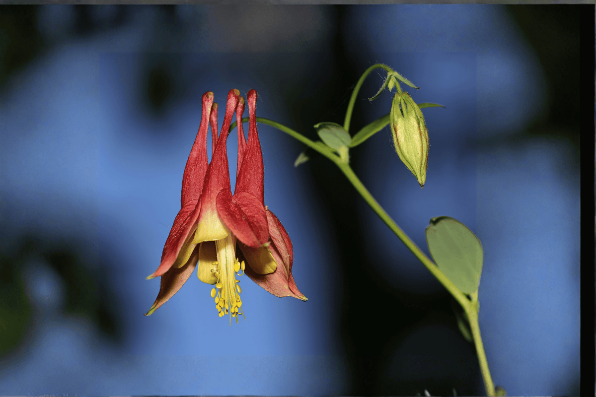 Western Columbine Aquilegia formosa - 1 Gallon Live Plant