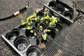 Variegated Confederate Jasmine Starter Cutting – Trachelospermum jasminoides Vine