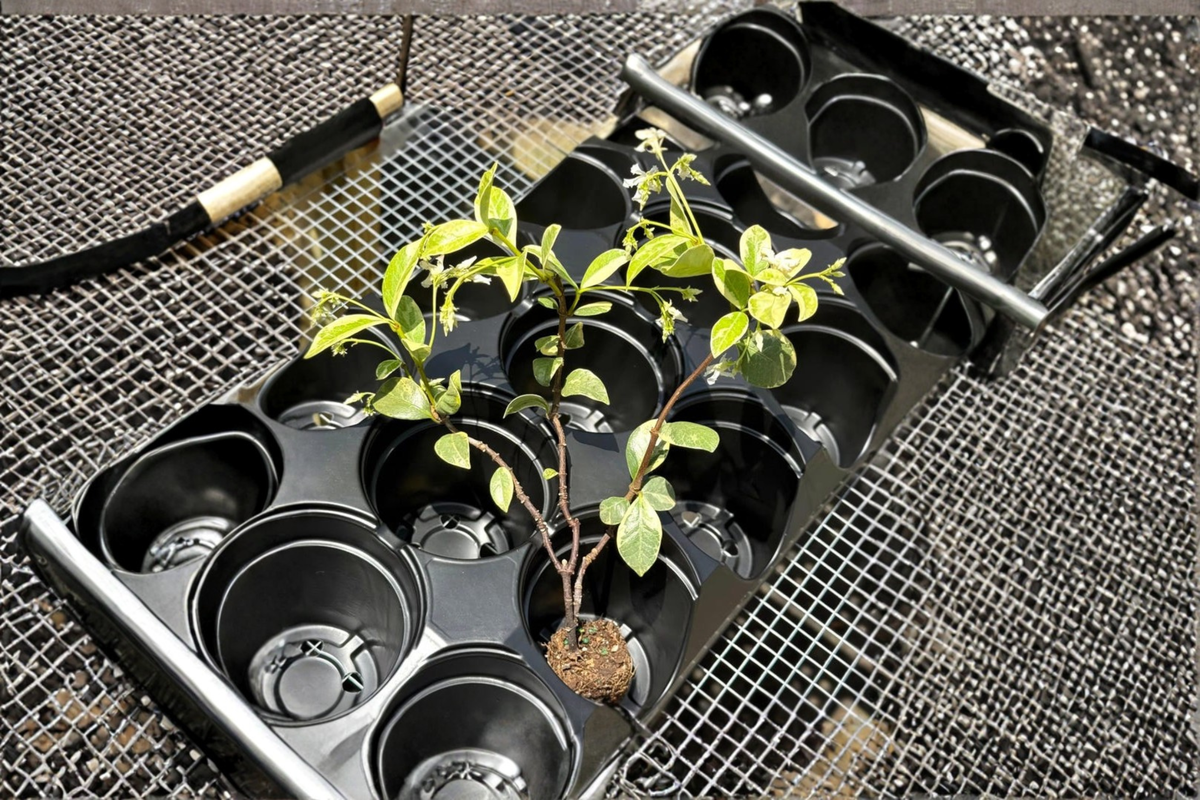 Variegated Confederate Jasmine Starter Cutting – Trachelospermum jasminoides Vine