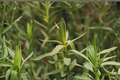 French Tarragon Starter Plant Artemisia dracunculus in 3-Inch Pot