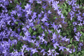 Serbian Bellflower Campanula poscharskyana - 4-Inch Live Plant