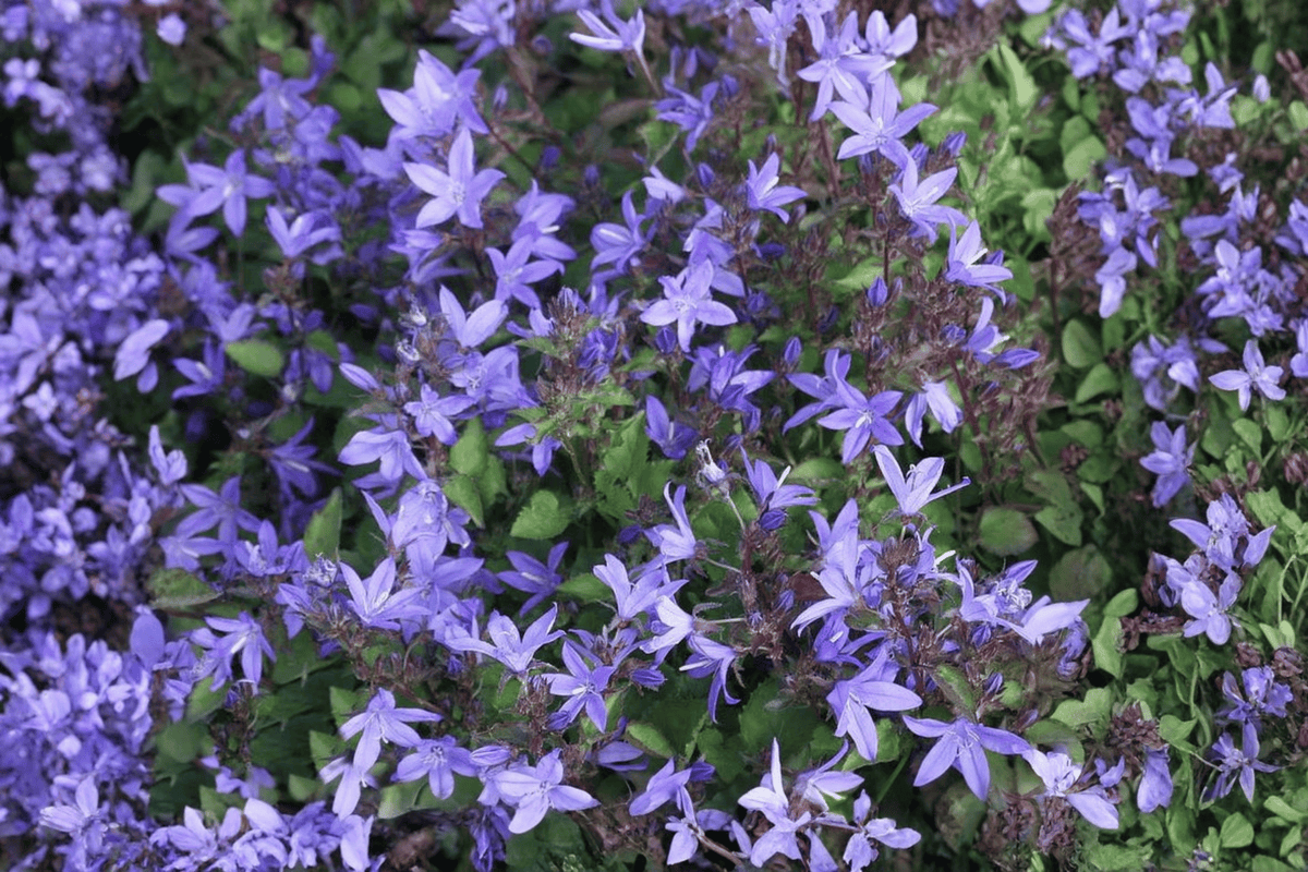 Serbian Bellflower Campanula poscharskyana - 4-Inch Live Plant