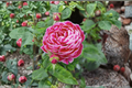 Pink and White Rose Bush Seeds - 10 Seeds for Indoor or Outdoor Growing