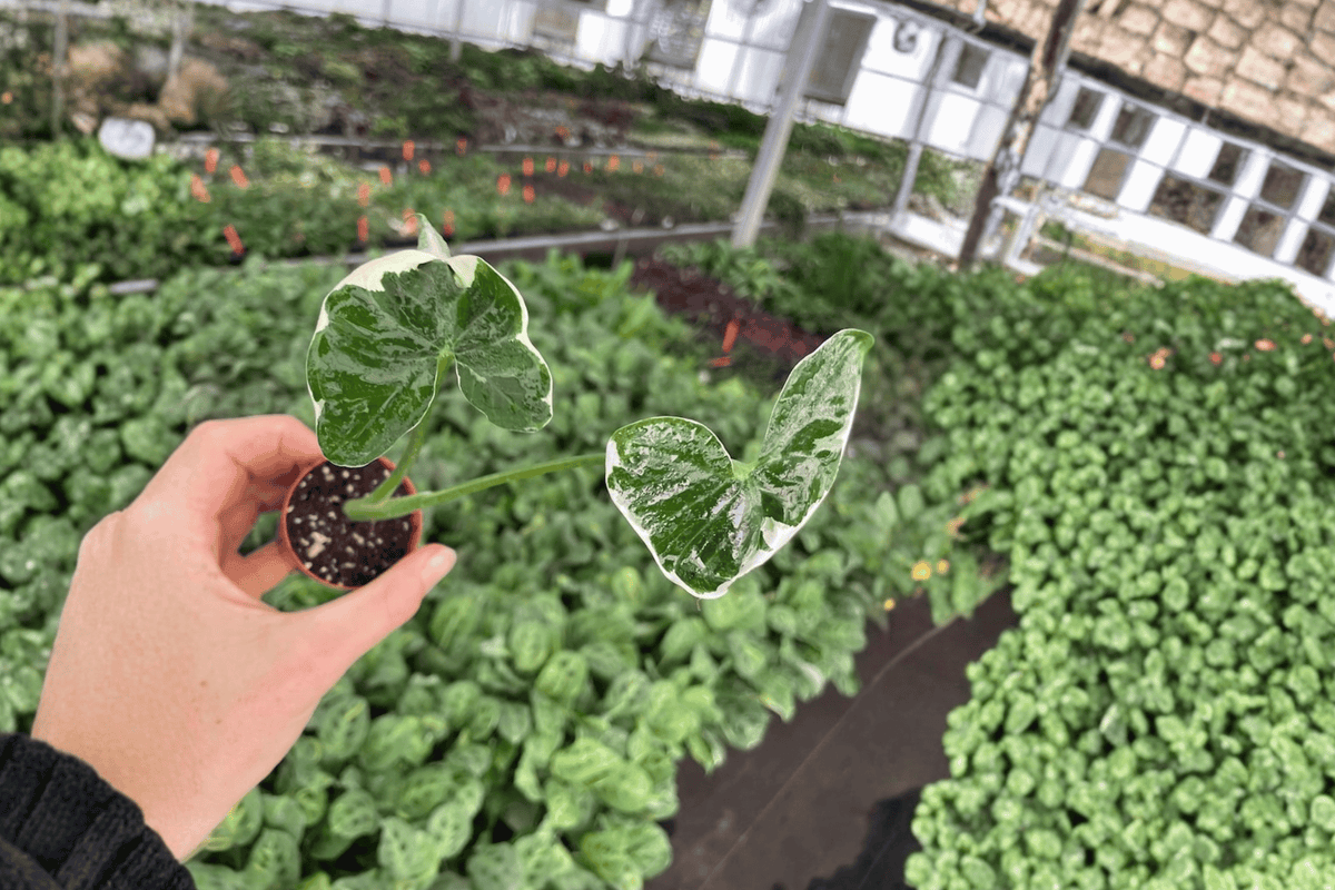 Alocasia Mickey Mouse Variegated Starter Plants (2-Pack) - 2-Inch Pots