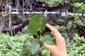 Jennie Lynn Hibiscus Starter Plants – 2 Pack, 2-Inch Pot (Hibiscus ‘Jennie Lynn’)