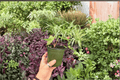 Anthurium FS x Blue Papi Live Plants - 2 in 4" Pot (Exact Plants)