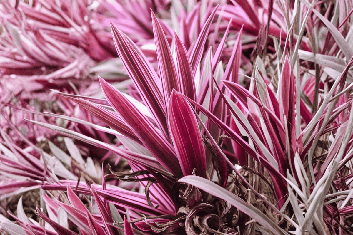 Electric Pink Torbay Palm Cordyline banksii ‘Electric Pink’ - 1 Gallon Live Plant