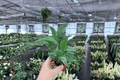 Variegated Peace Lily 'Domino' Starter Plants (2) Bare Root