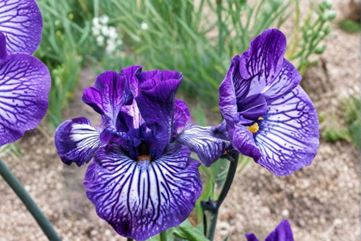 Bearded Iris Line Drive Rhizome 3 Pack | #1 Grade Line Drive Bearded Iris (Iris germanica) Rhizomes