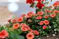 Calibrachoa MiniFamous Neo Deep Orange Million Bells 4-Inch Live Plant