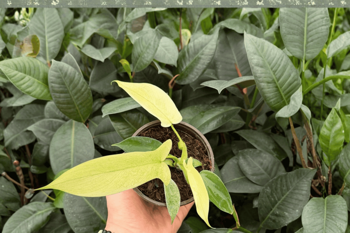 Philodendron Florida Ghost Mint - 2 Bare-Root Live Plants, 4-Inch Pot Size