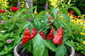 Red Ghost Bhut Jolokia Pepper Plants (Capsicum chinense) - 3 Live Starter Plants, ~75+ Days Old