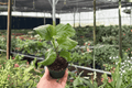 Red Planet Hibiscus (Hibiscus ‘Red Planet’) - 2 Live Starter Plants, Bare Root
