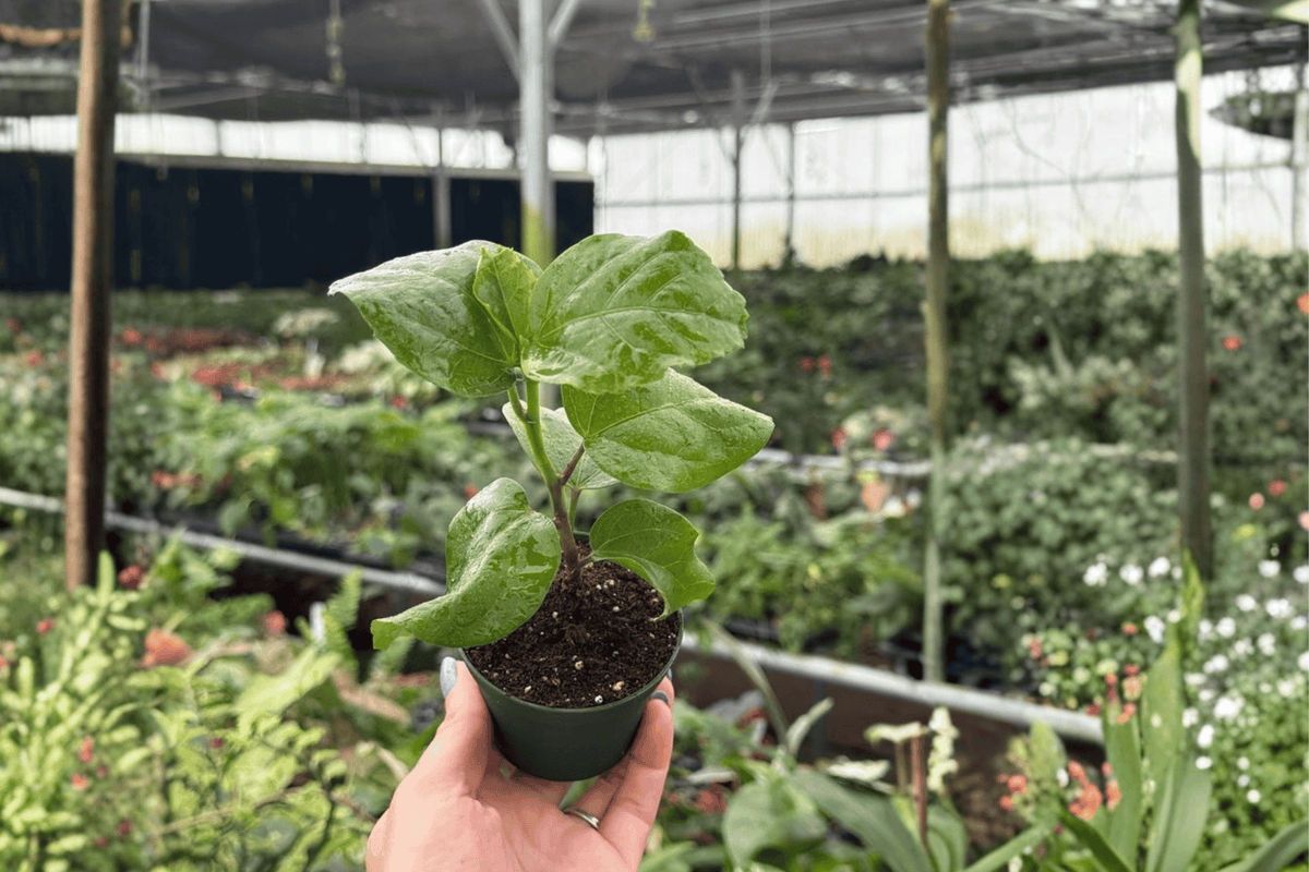 Red Planet Hibiscus (Hibiscus ‘Red Planet’) - 2 Live Starter Plants, Bare Root