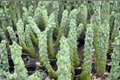 Boobie Cactus Myrtillocactus geometrizans - 4 inch Pot Live Plant