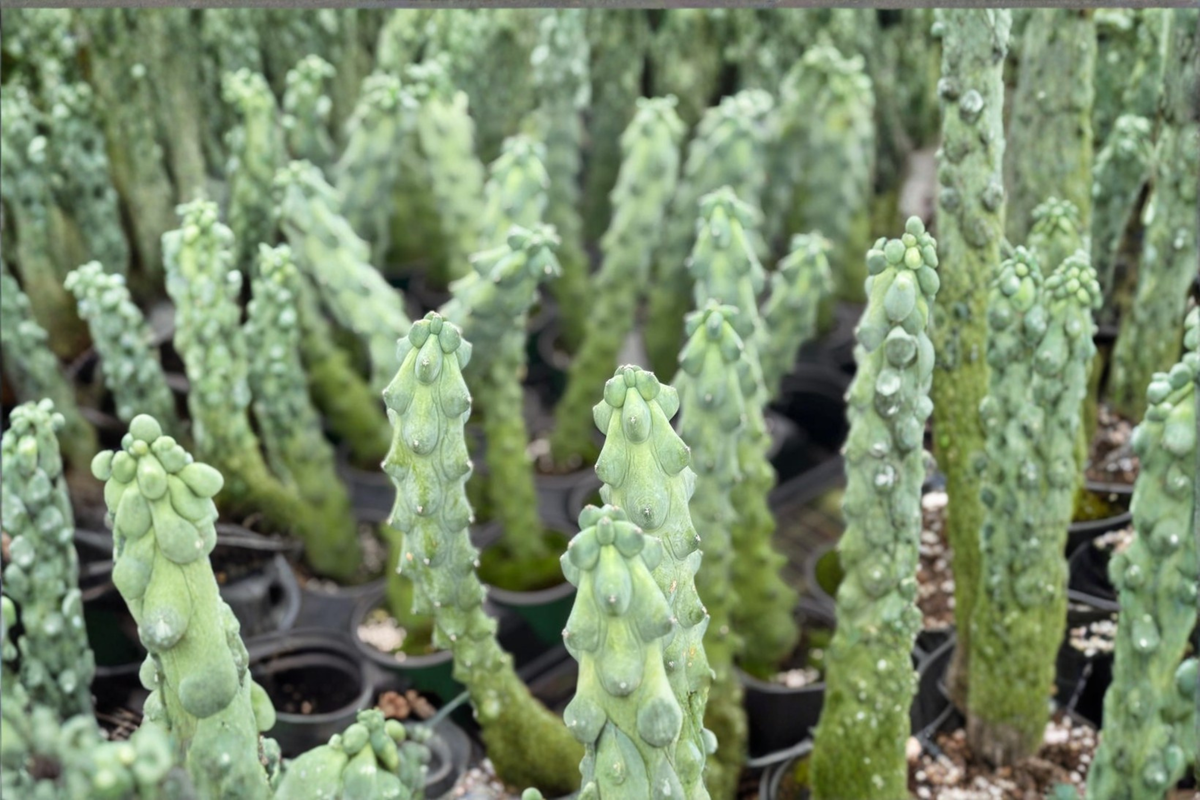 Boobie Cactus Myrtillocactus geometrizans - 4 inch Pot Live Plant
