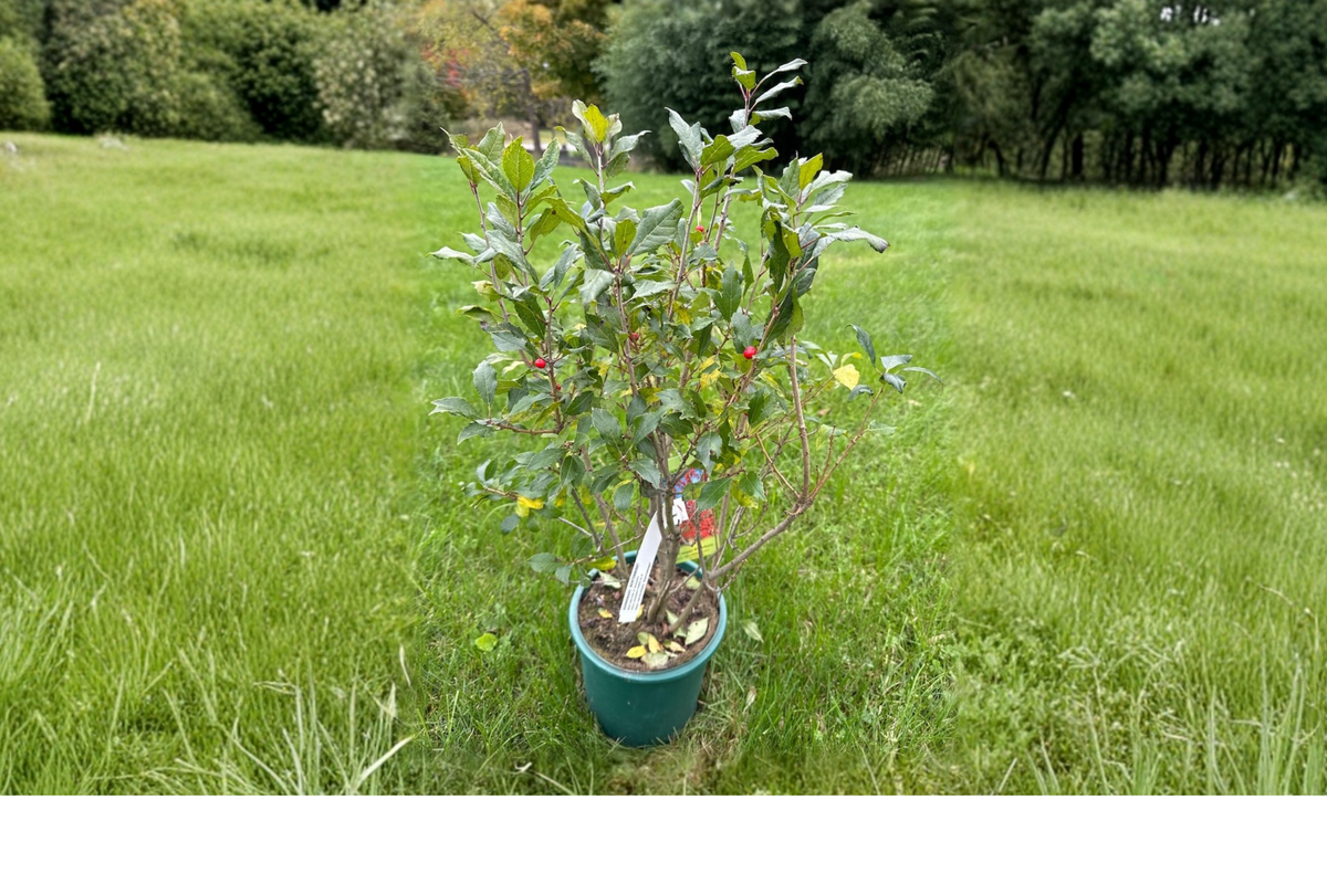 Dwarf Winterberry ‘Kennebago’ (Ilex verticillata) 2 Gallon Live Plant