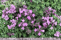 Pink Chintz Creeping Thyme - 1 Live Plant in 4-Inch Pot (Thymus serpyllum)