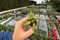 Philodendron mayoi 'Tahiti' Starter Plants (2) - Bare Root