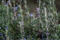 Organic Rosemary Tuscan Blue Live Starter Plant