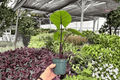 Alocasia Dark Star – 2 Live Plants in 4-Inch Pots (Exact Plants Pictured)