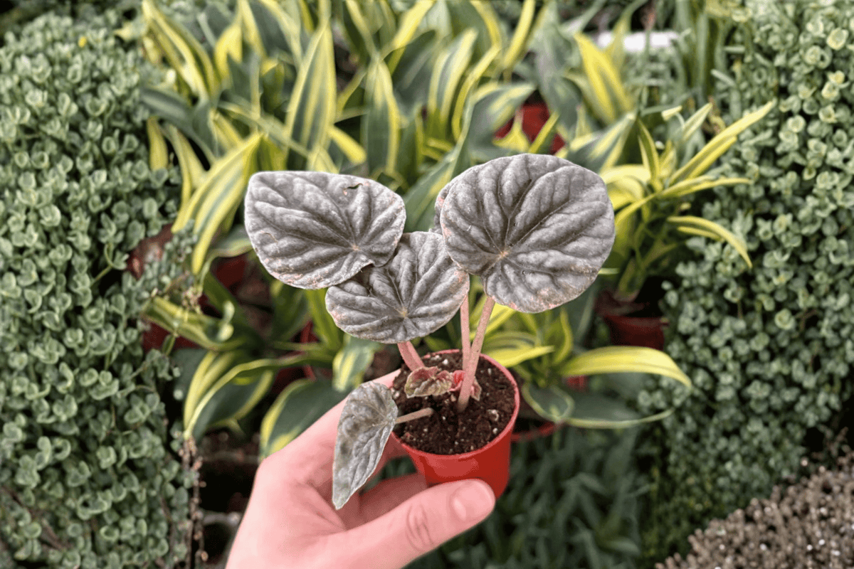 Pink Peperomia Abricos - 2 Live Starter Plants (Bare Root, 2-Inch)