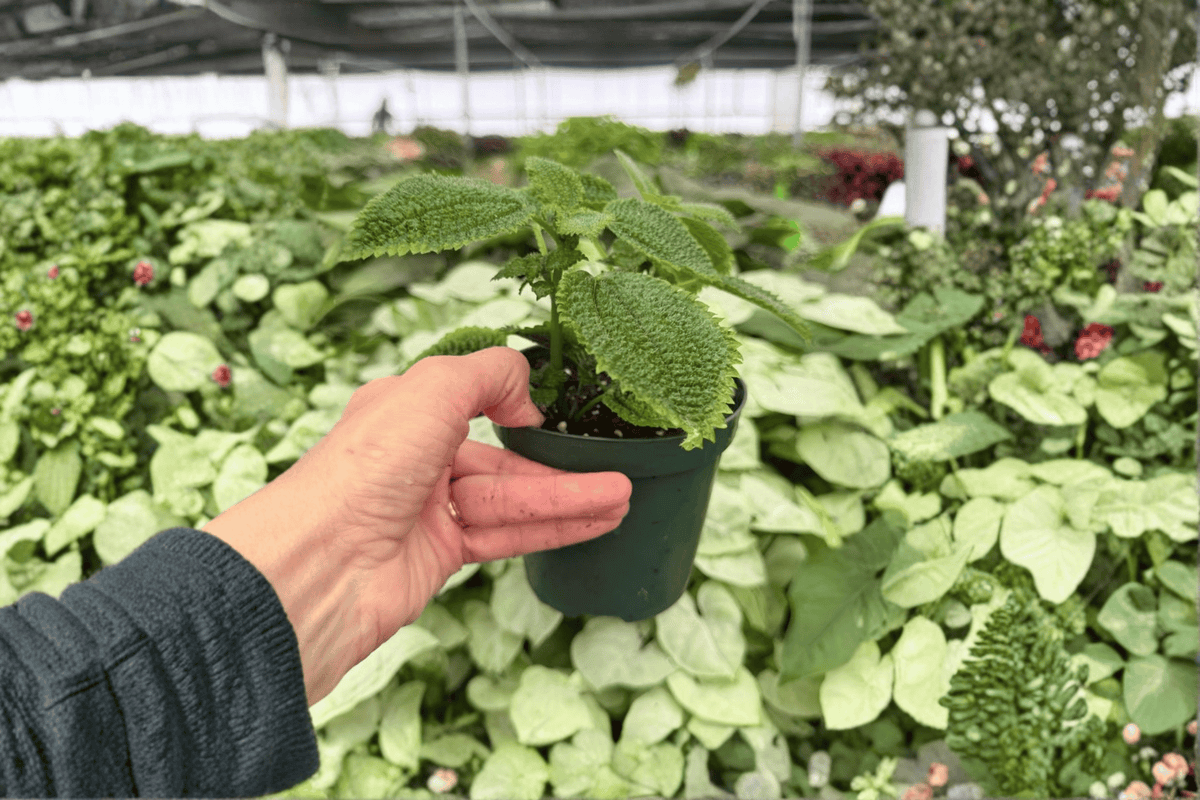 Pilea Moon Valley 2 Live Plants in 4-Inch Pots | Pilea involucrata ‘Moon Valley’
