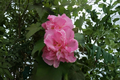 Rose of Sharon Hibiscus Mixed 3-Pack in 2.5-Inch Pots | Hibiscus syriacus