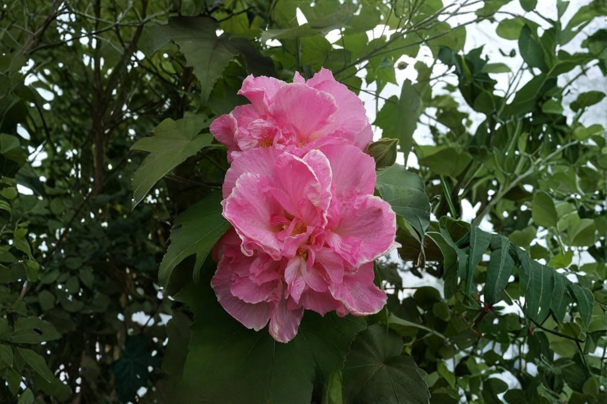 Rose of Sharon Hibiscus Mixed 3-Pack in 2.5-Inch Pots | Hibiscus syriacus