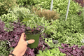 Anthurium Blue Papi x Red Stem • 2 Live 4-Inch Pots – Indoor Tropical Foliage Hybrid