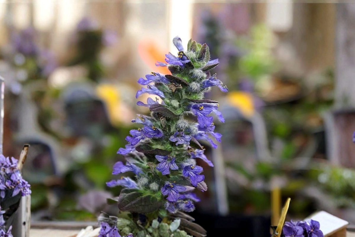 Ajuga burgundy glow Burgundy Glow Bugleweed - 3 Rooted Starters in 1 qt Pots